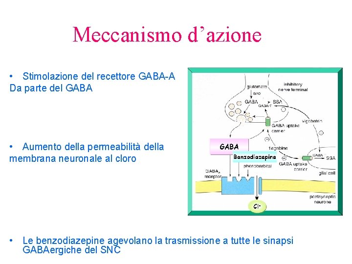 Meccanismo d’azione • Stimolazione del recettore GABA-A Da parte del GABA • Aumento della