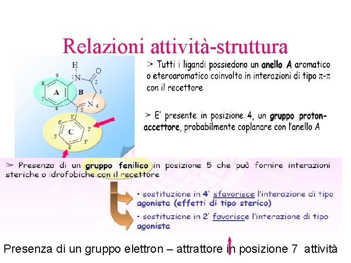 Relazioni attività-struttura Presenza di un gruppo elettron – attrattore in posizione 7 attività 