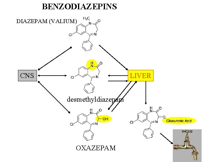 BENZODIAZEPINS DIAZEPAM (VALIUM) CNS LIVER desmethyldiazepam OXAZEPAM 