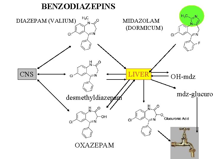 BENZODIAZEPINS DIAZEPAM (VALIUM) CNS MIDAZOLAM (DORMICUM) LIVER desmethyldiazepam OXAZEPAM OH-mdz mdz-glucuro 