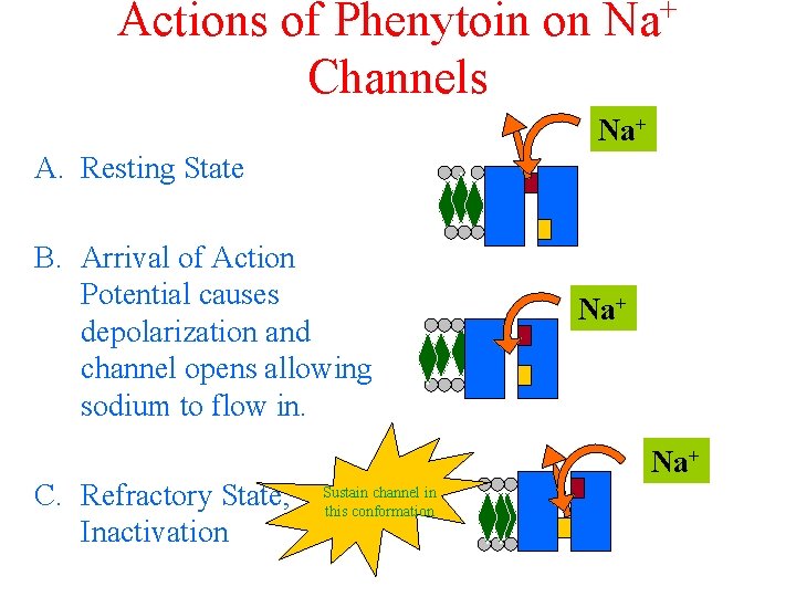 Actions of Phenytoin on Na+ Channels Na+ A. Resting State B. Arrival of Action