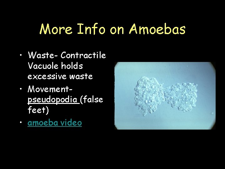 More Info on Amoebas • Waste- Contractile Vacuole holds excessive waste • Movementpseudopodia (false