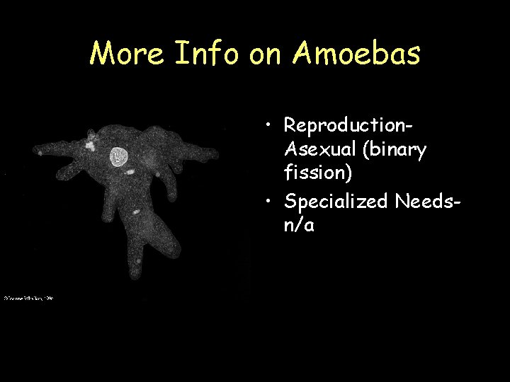 More Info on Amoebas • Reproduction. Asexual (binary fission) • Specialized Needsn/a 