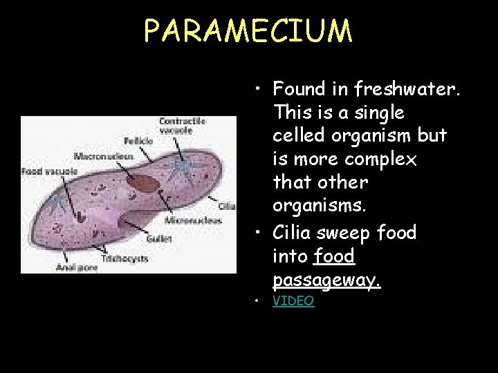 PARAMECIUM • Found in freshwater. This is a single celled organism but is more