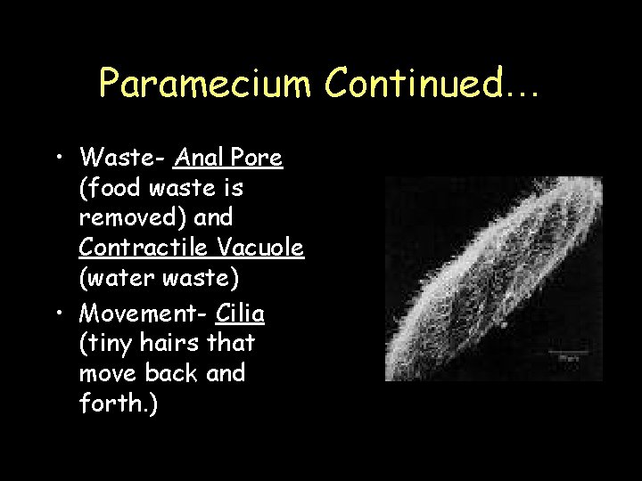 Paramecium Continued… • Waste- Anal Pore (food waste is removed) and Contractile Vacuole (water