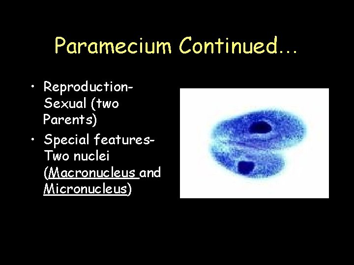 Paramecium Continued… • Reproduction. Sexual (two Parents) • Special features. Two nuclei (Macronucleus and