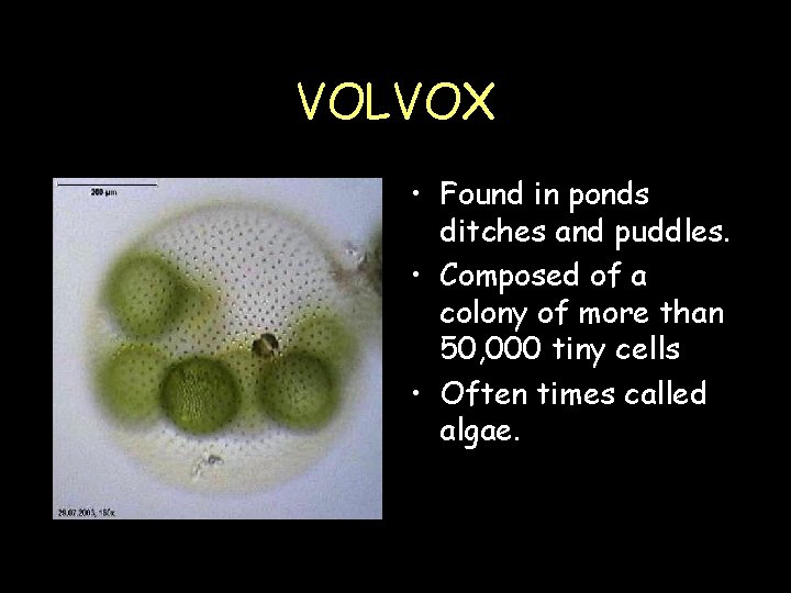 VOLVOX • Found in ponds ditches and puddles. • Composed of a colony of