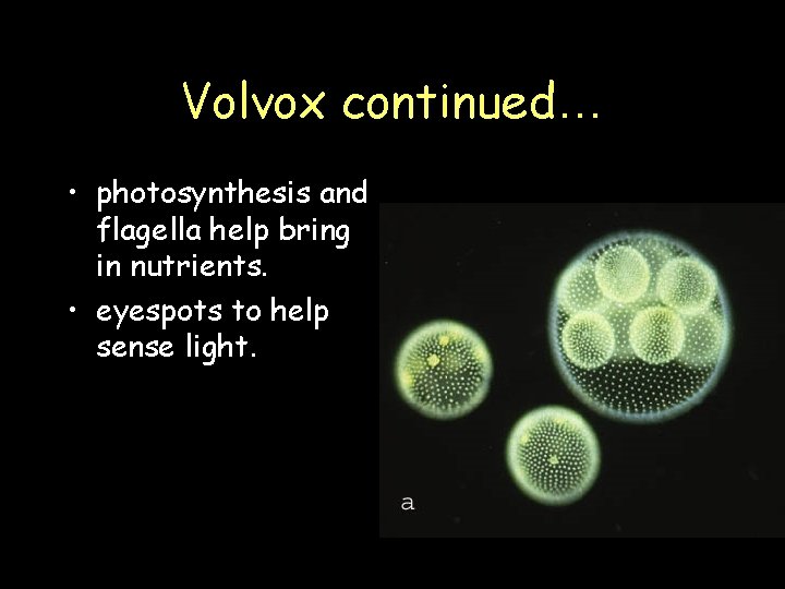 Volvox continued… • photosynthesis and flagella help bring in nutrients. • eyespots to help