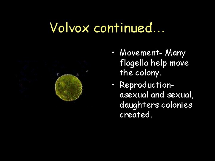 Volvox continued… • Movement- Many flagella help move the colony. • Reproductionasexual and sexual,