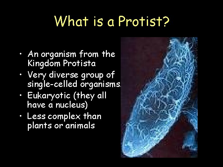 What is a Protist? • An organism from the Kingdom Protista • Very diverse