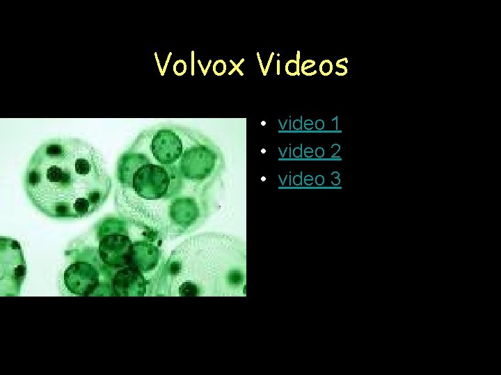 Volvox Videos • video 1 • video 2 • video 3 