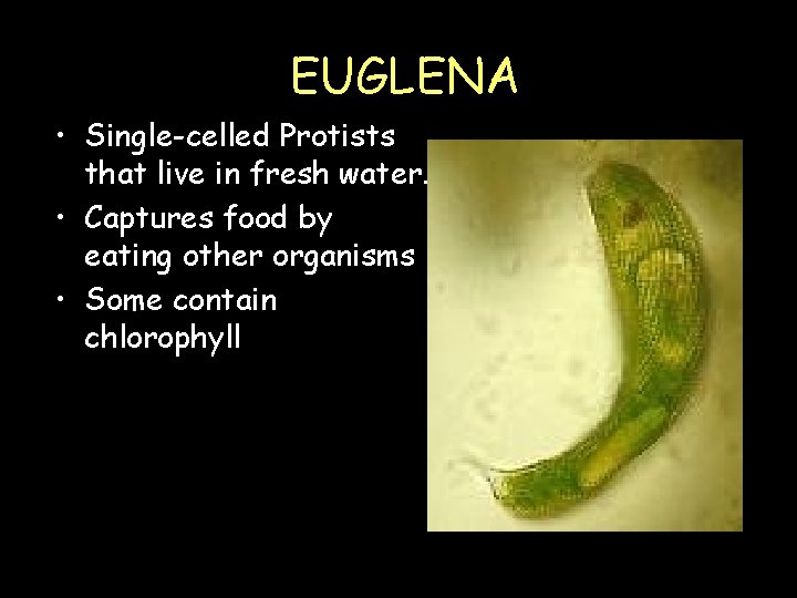 EUGLENA • Single-celled Protists that live in fresh water. • Captures food by eating
