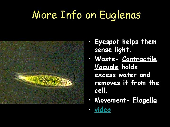 More Info on Euglenas • Eyespot helps them sense light. • Waste- Contractile Vacuole