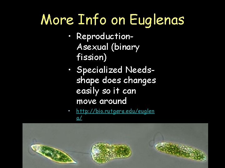 More Info on Euglenas • Reproduction. Asexual (binary fission) • Specialized Needsshape does changes