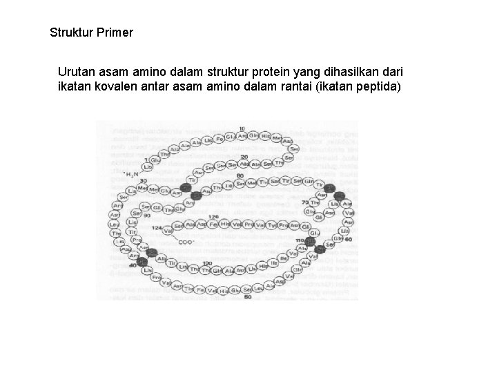 Struktur Primer Urutan asam amino dalam struktur protein yang dihasilkan dari ikatan kovalen antar