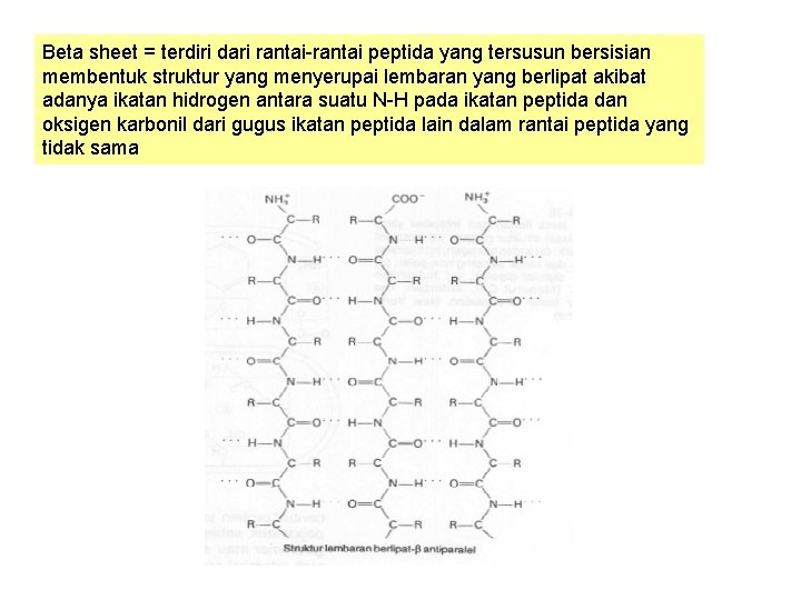 Beta sheet = terdiri dari rantai-rantai peptida yang tersusun bersisian membentuk struktur yang menyerupai