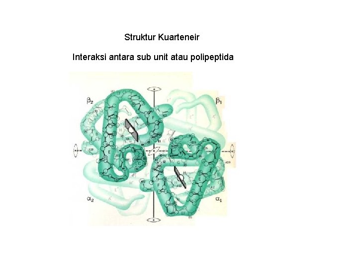 Struktur Kuarteneir Interaksi antara sub unit atau polipeptida 