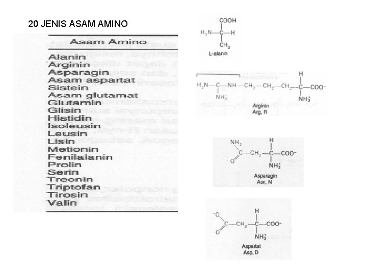 20 JENIS ASAM AMINO 