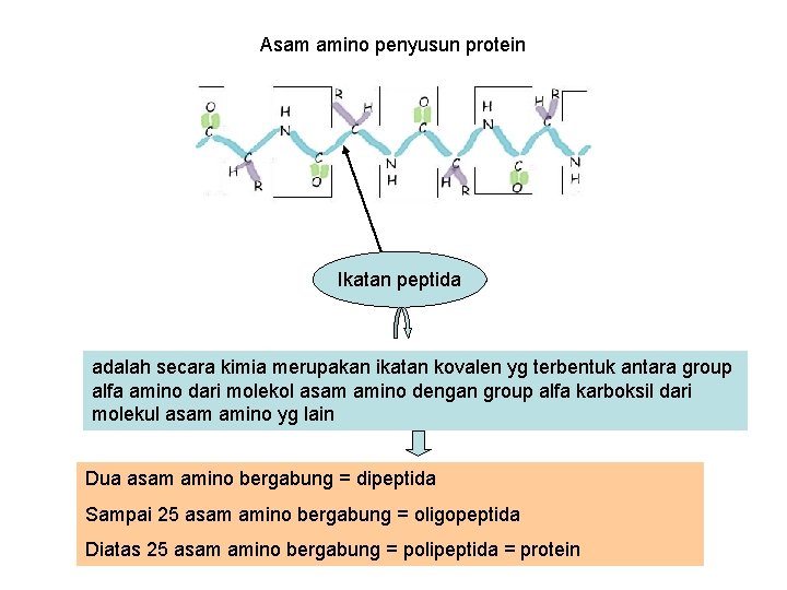 Asam amino penyusun protein Ikatan peptida adalah secara kimia merupakan ikatan kovalen yg terbentuk