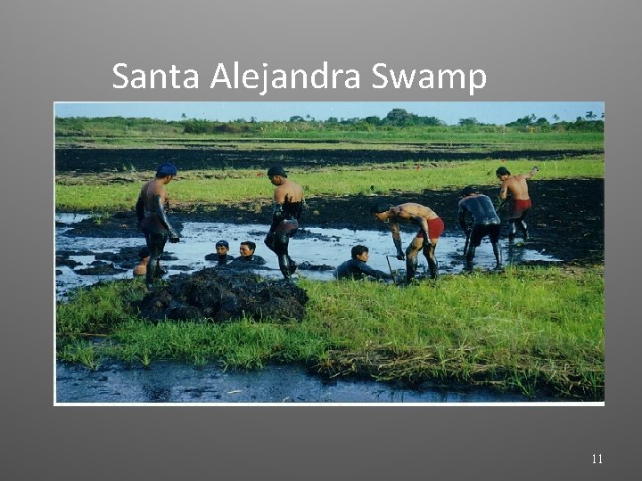 Santa Alejandra Swamp 11 