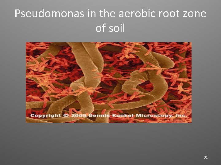 Pseudomonas in the aerobic root zone of soil 31 