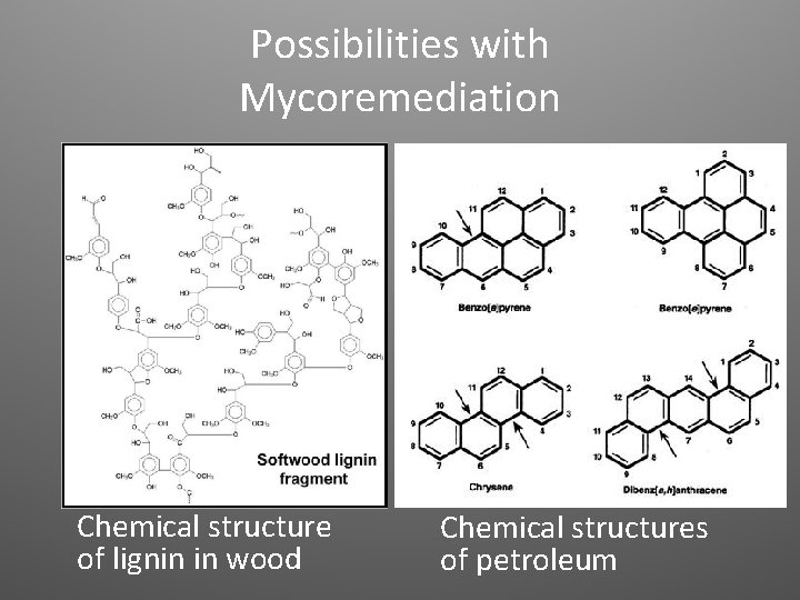 Possibilities with Mycoremediation Chemical structure of lignin in wood Chemical structures of petroleum 