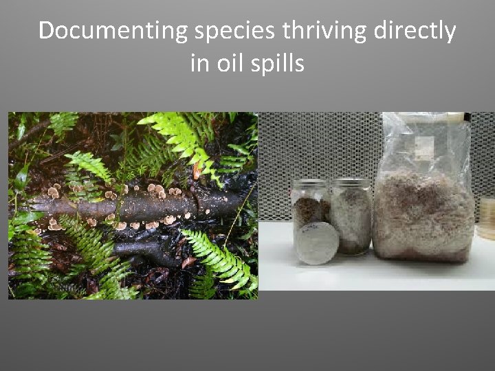 Documenting species thriving directly in oil spills 