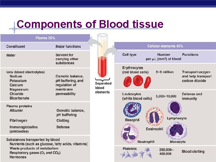 Components of Blood tissue 