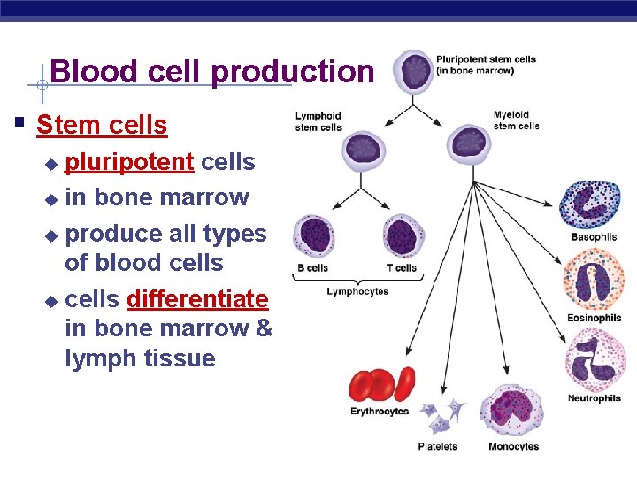 Blood cell production § Stem cells pluripotent cells u in bone marrow u produce