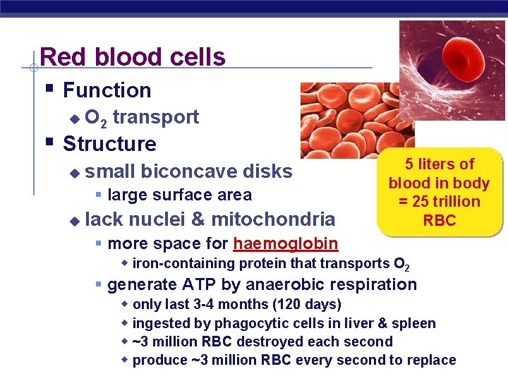 Red blood cells § Function u O 2 transport § Structure u small biconcave