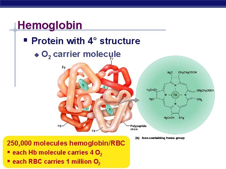 Hemoglobin § Protein with 4° structure u O 2 carrier molecule 250, 000 molecules