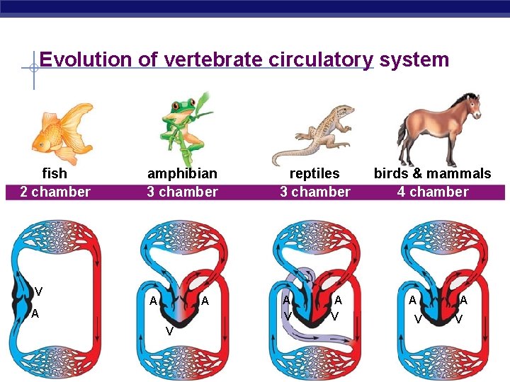 Evolution of vertebrate circulatory system fish 2 chamber V amphibian 3 chamber reptiles 3