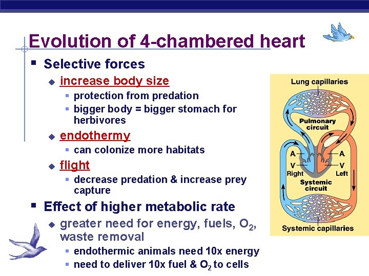 Evolution of 4 -chambered heart § Selective forces u increase body size § protection