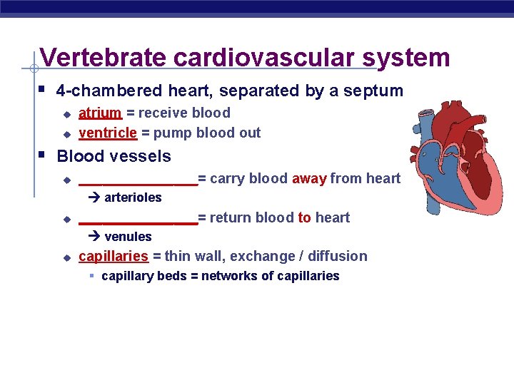 Vertebrate cardiovascular system § 4 -chambered heart, separated by a septum u u atrium