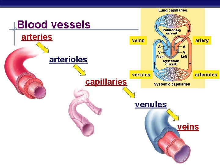 Blood vessels arteries veins artery venules arterioles capillaries venules veins 