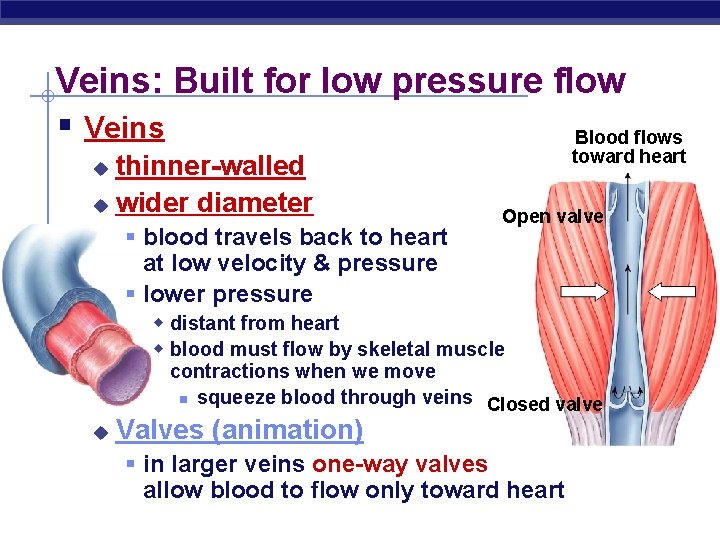 Veins: Built for low pressure flow § Veins Blood flows thinner-walled u wider diameter