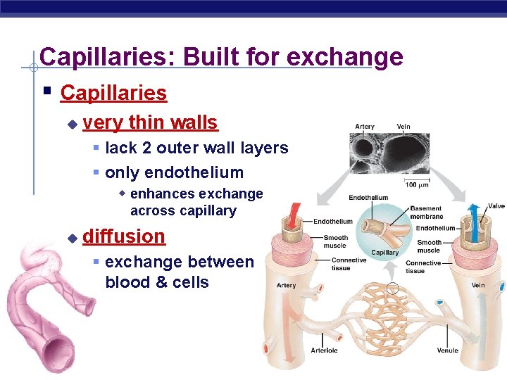 Capillaries: Built for exchange § Capillaries u very thin walls § lack 2 outer
