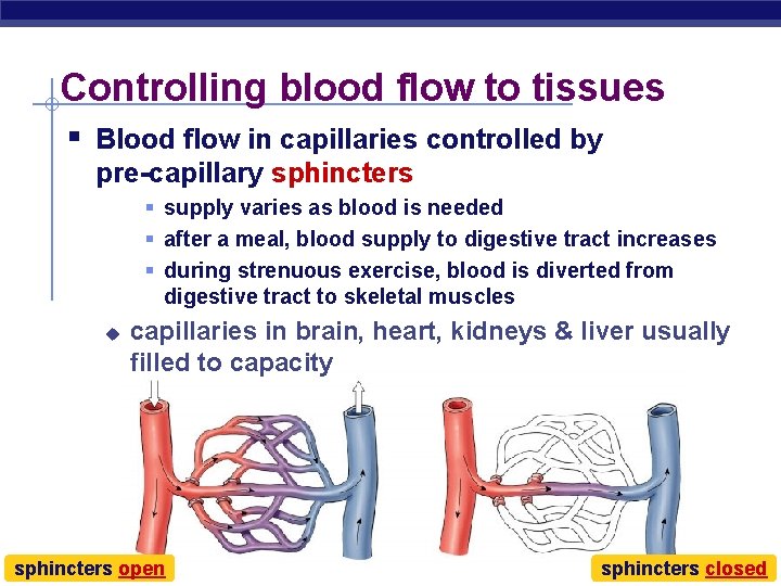 Controlling blood flow to tissues § Blood flow in capillaries controlled by pre-capillary sphincters