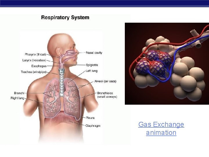 Gas Exchange animation 