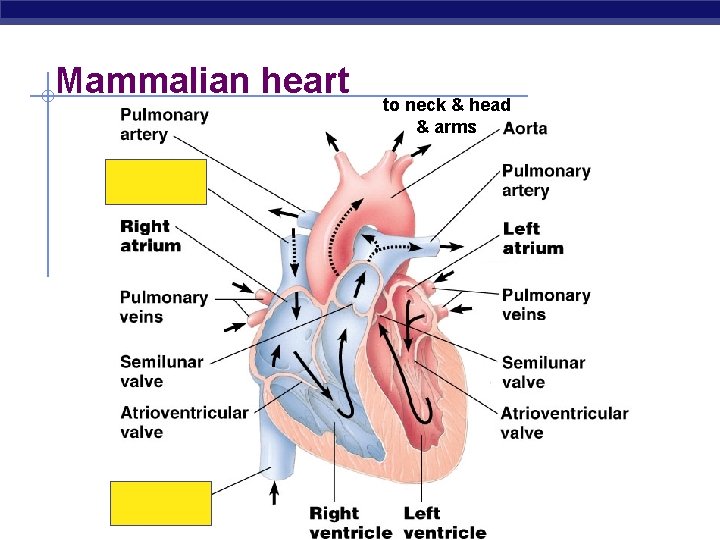 Mammalian heart to neck & head & arms 