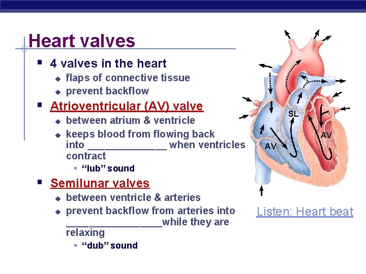 Heart valves § 4 valves in the heart u u flaps of connective tissue