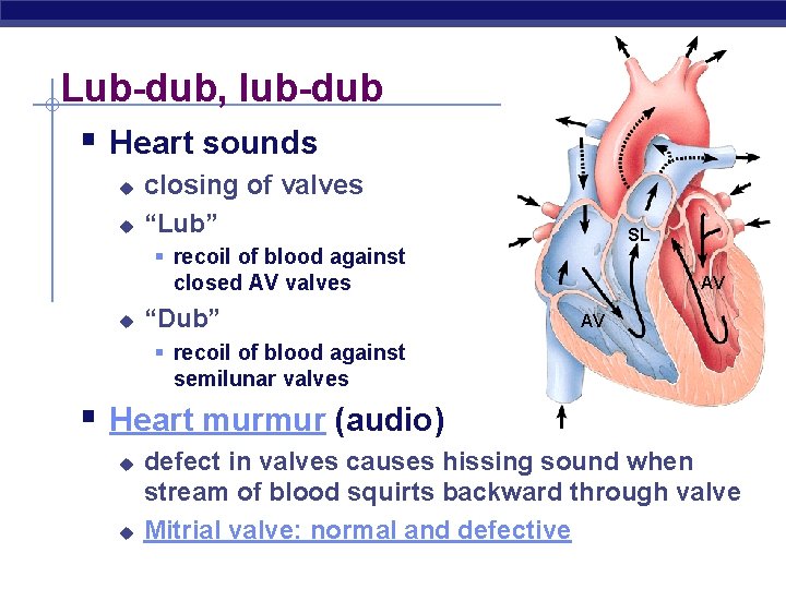 Lub-dub, lub-dub § Heart sounds u u closing of valves “Lub” SL § recoil