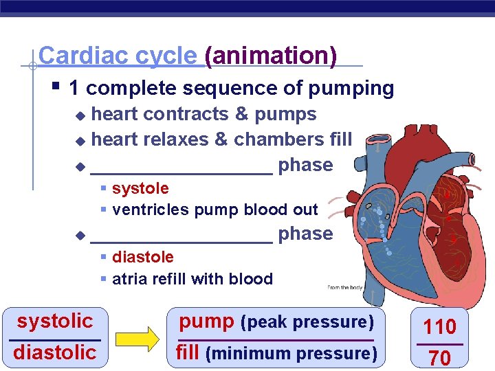 Cardiac cycle (animation) § 1 complete sequence of pumping heart contracts & pumps u