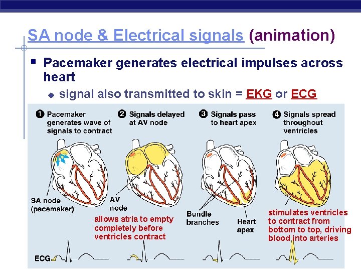 SA node & Electrical signals (animation) § Pacemaker generates electrical impulses across heart u
