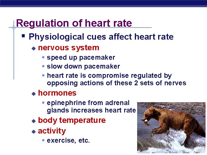 Regulation of heart rate § Physiological cues affect heart rate u nervous system §