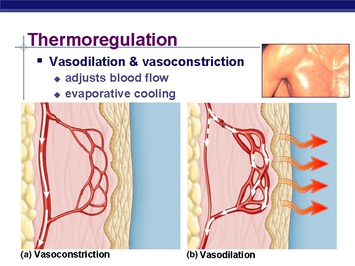 Thermoregulation § Vasodilation & vasoconstriction u u adjusts blood flow evaporative cooling Vasoconstriction Vasodilation