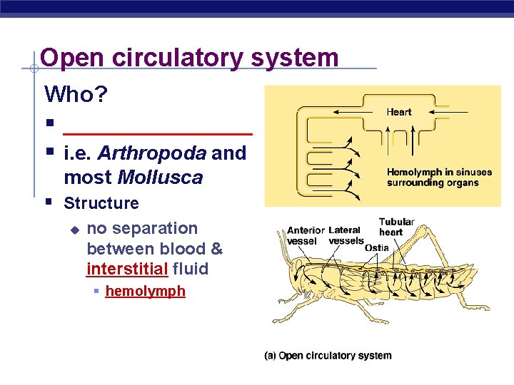 Open circulatory system Who? § _________ § i. e. Arthropoda and most Mollusca §
