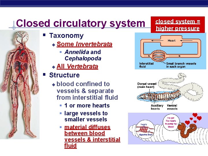 Closed circulatory system § Taxonomy u Some Invertebrata § Annelida and Cephalopoda u All