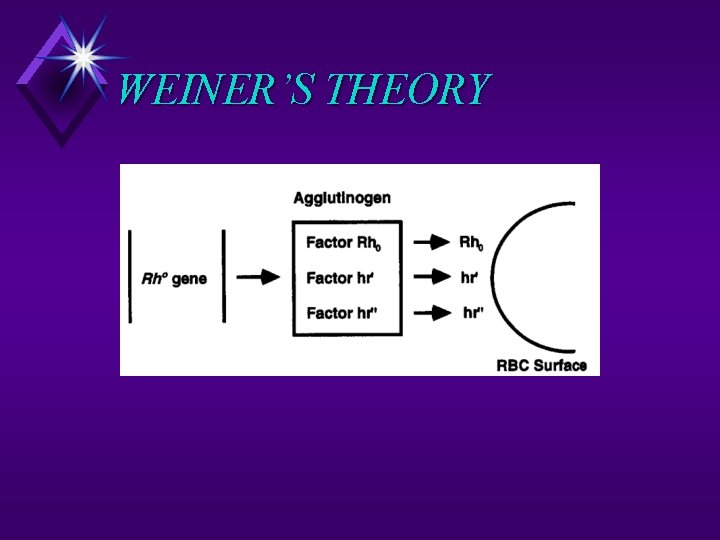 WEINER’S THEORY 