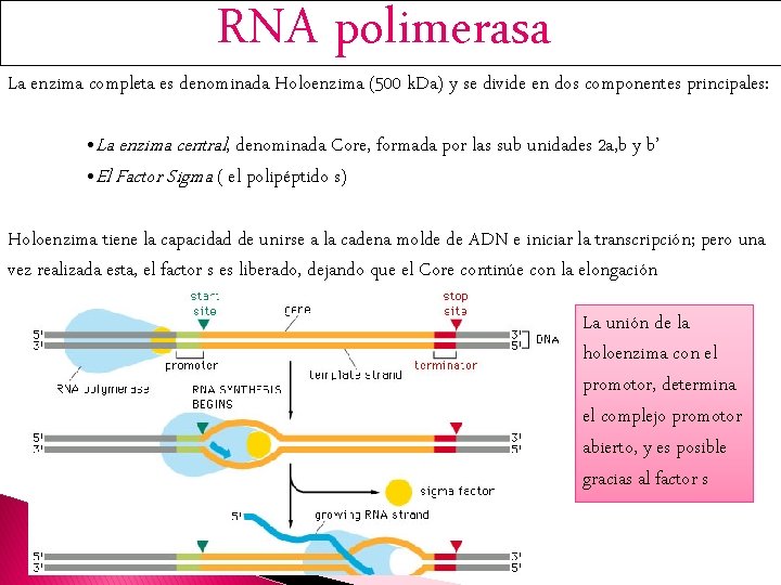 RNA polimerasa La enzima completa es denominada Holoenzima (500 k. Da) y se divide